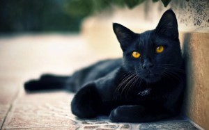 Итальянцы готовятся к празднованию Дня чёрных котов