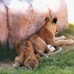 Отдых с детьми в ОАЭ: дубайский зоопарк увеличиться  в 60 раз