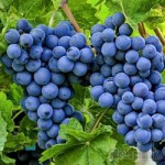 Праздник винограда пройдет в Алуште